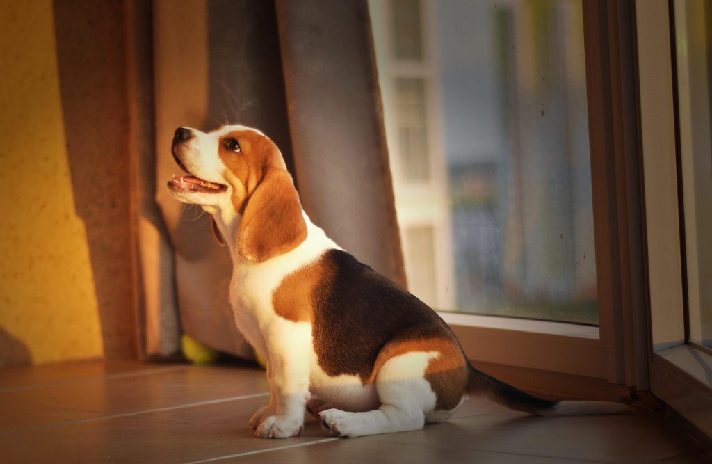 beagle, puppy, pet, dog, cute, home, animal, good